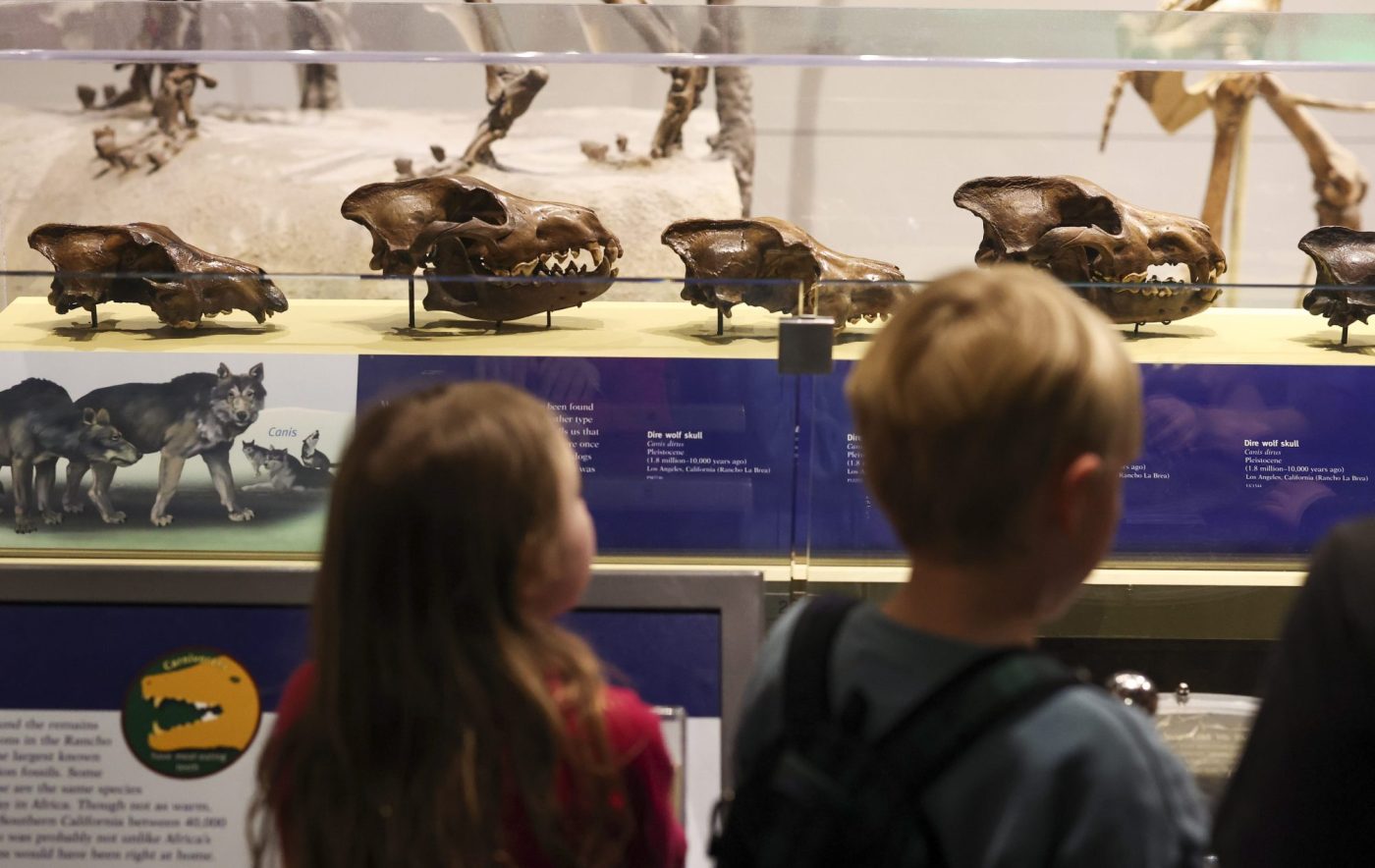 The ‘return’ of an extinct wolf is not the answer to saving endangered species, experts warn