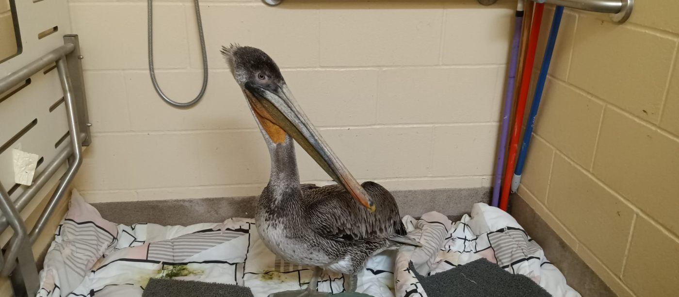 SPCA Monterey County rescues dozens of malnourished pelicans