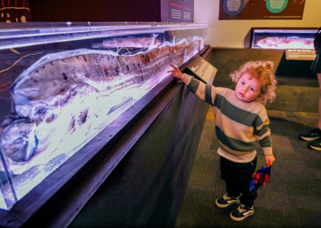 An ugly dead fish missing one eyeball is drawing crowds at California aquarium