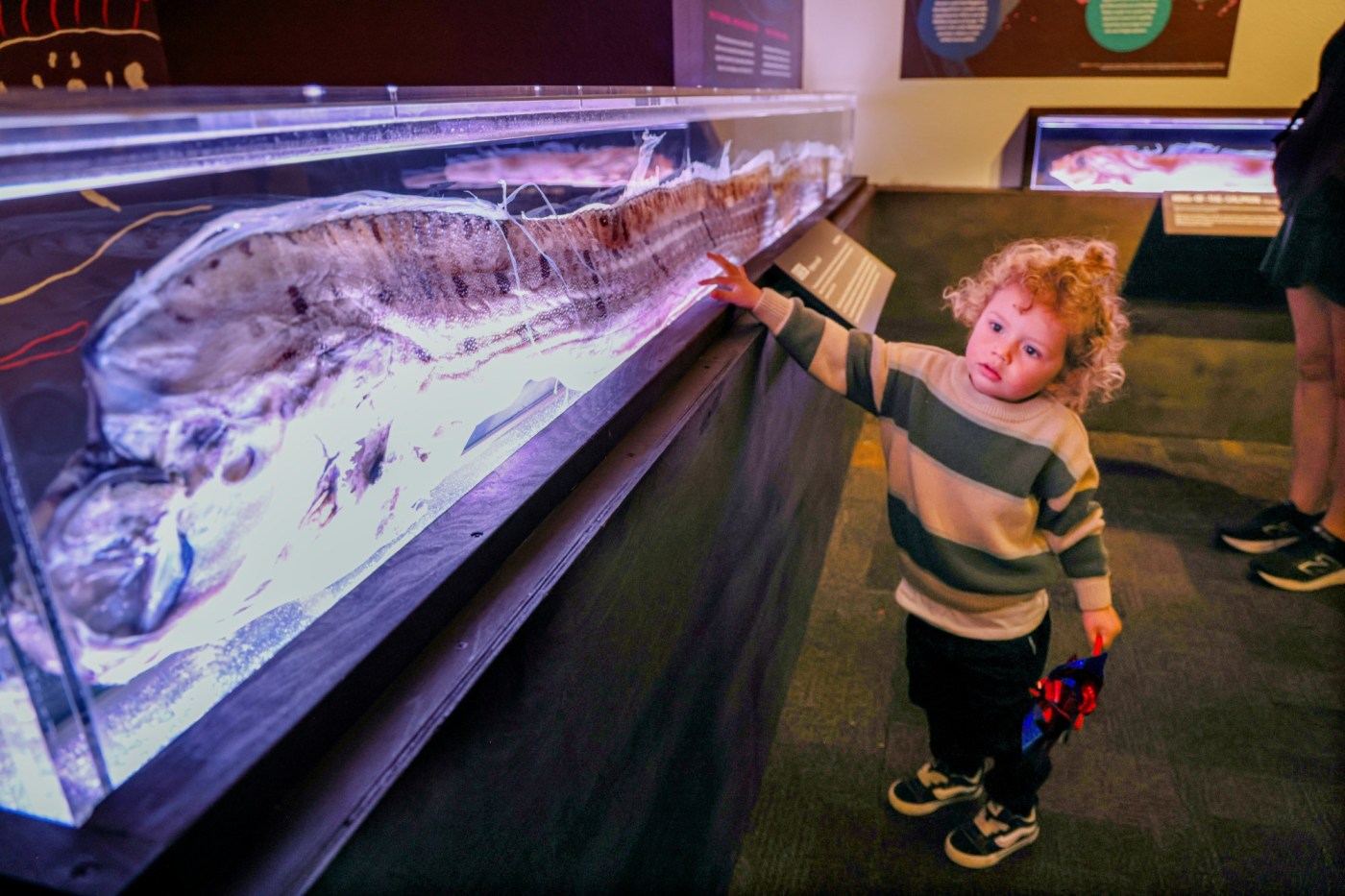 An ugly dead fish missing one eyeball is drawing crowds at California aquarium