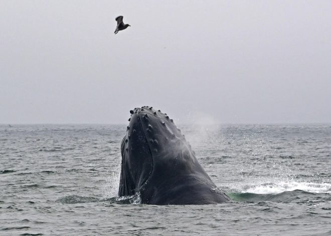 Whalefest Monterey stars a whale skeleton, abalone races on April 12-13