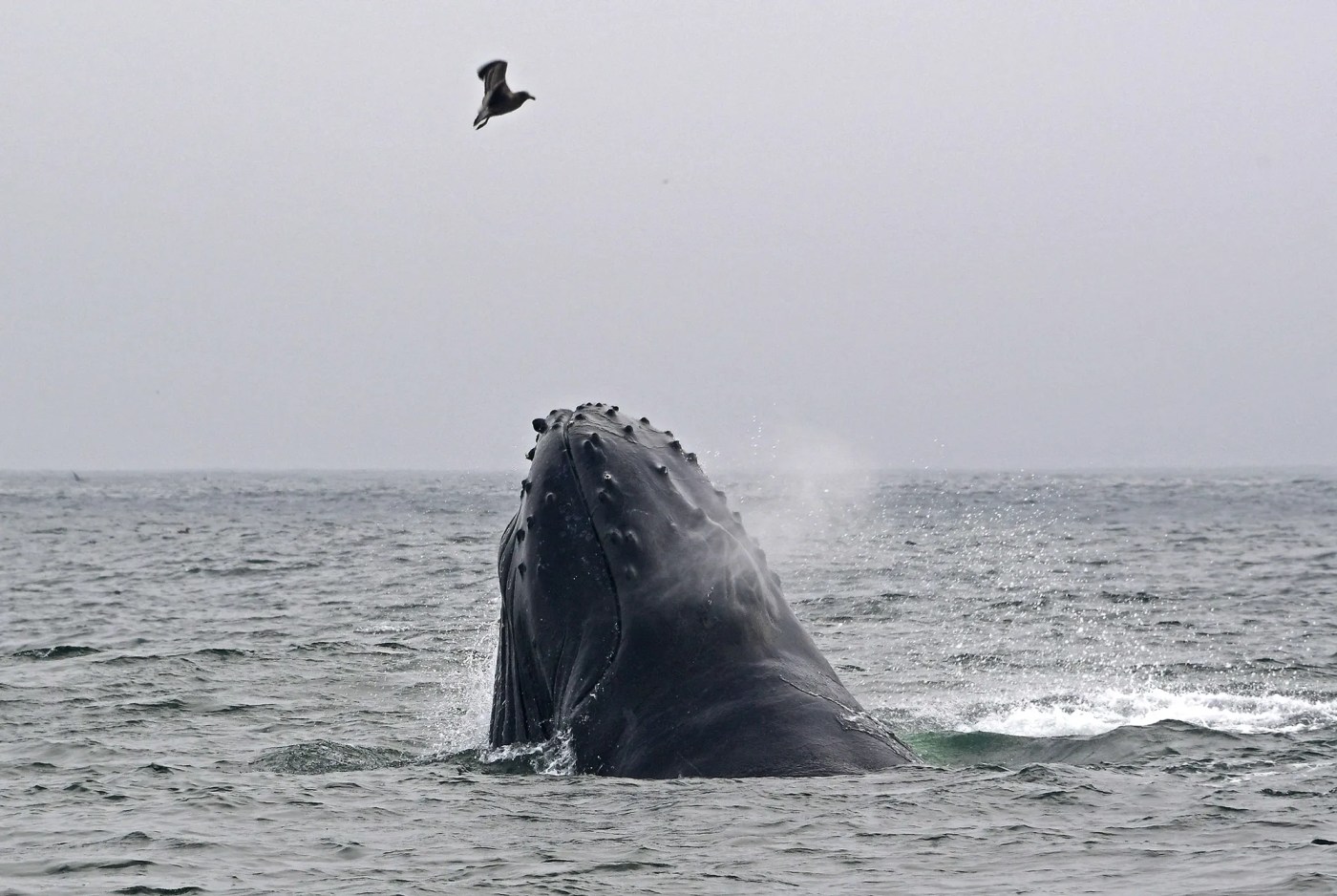 Whalefest Monterey stars a whale skeleton, abalone races on April 12-13