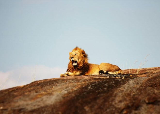 Lion’s Mane And Cannabis