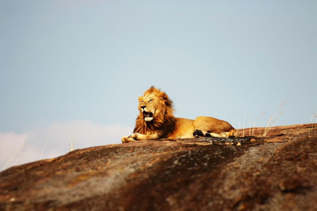 Lion’s Mane And Cannabis