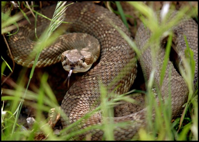 It’s officially rattlesnake season in the Bay Area
