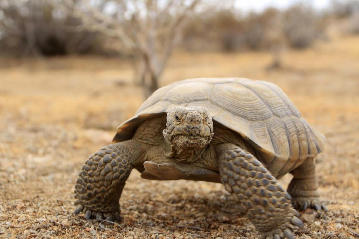 Looking to keep wildlife out of the ‘emergency room,’ states expand managers’ role