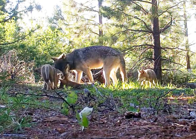 Where are wolves roaming in California? New online map lets you see