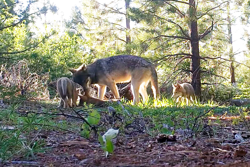 Where are wolves roaming in California? New online map lets you see
