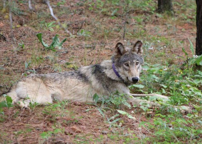Three new wolf packs discovered in Northern California