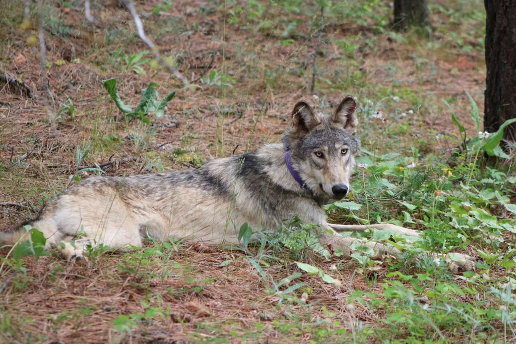 Three new wolf packs discovered in Northern California