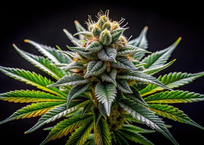 Federal Rescheduling of Cannabis: What Does a Potential Change Mean?