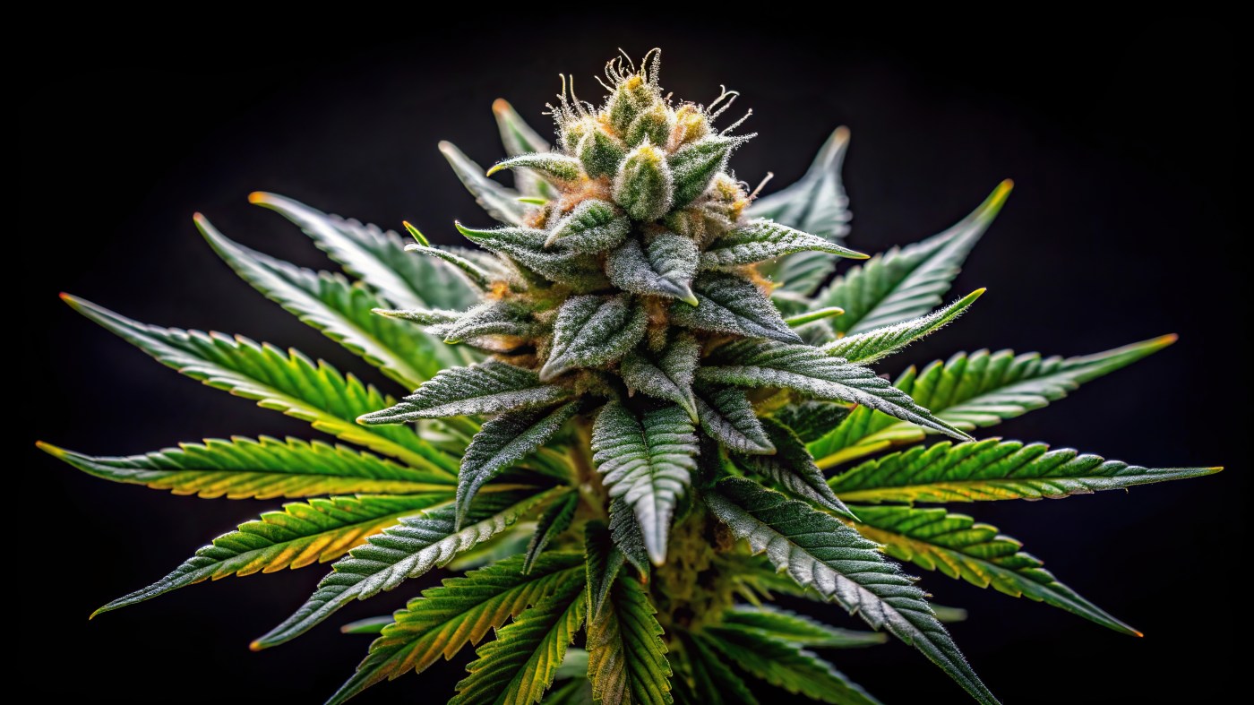 Federal Rescheduling of Cannabis: What Does a Potential Change Mean?
