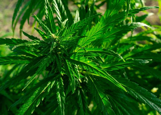 Cannabis Grows and Water Usage