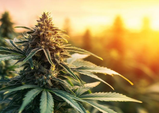 High Gardening: Best Strains to Grow in May