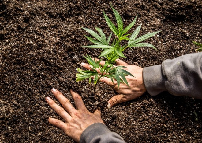 Ganja Gardening: Grow Your Own Herb & Veggies