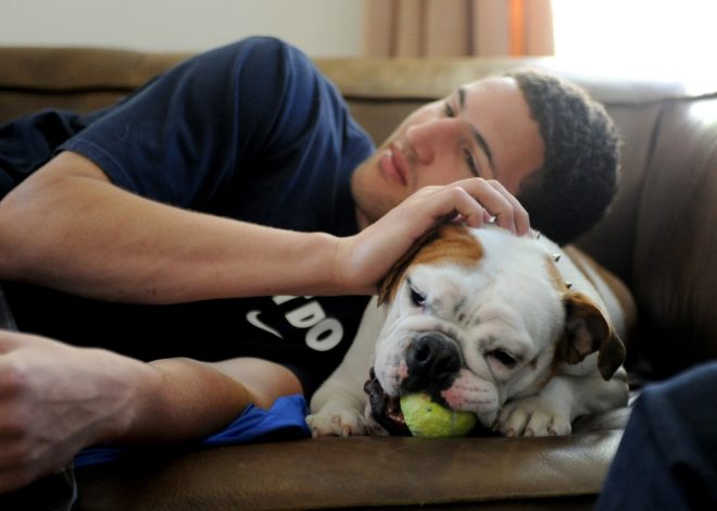 Rocco, former Warriors guard Klay Thompson’s beloved English bulldog, dies