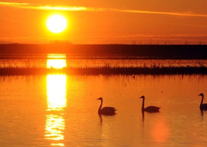 Point Buckler Island: Rescuing a keystone of the California Delta