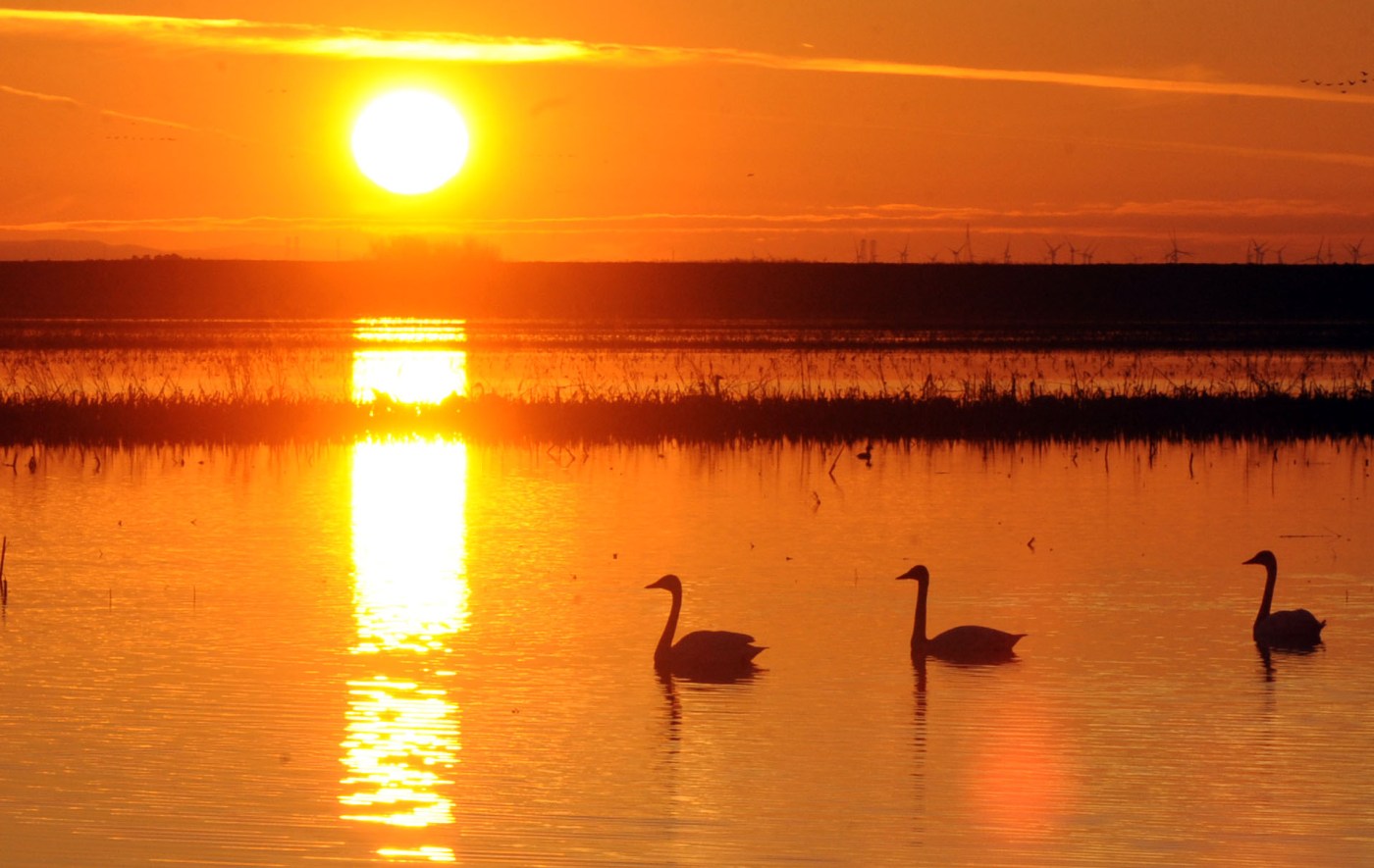 Point Buckler Island: Rescuing a keystone of the California Delta