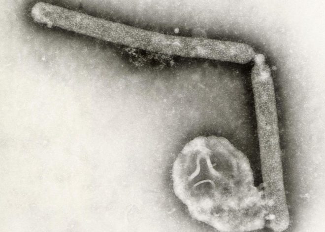 Mexico, Chile and Uruguay halt poultry imports from Brazil after bird flu outbreak