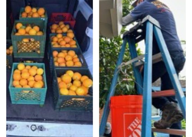 Cupertino fruit harvest yields 250 lbs. for local hunger relief