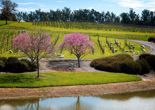 Bubbles, please: 4 great sparkling wines from Northern California