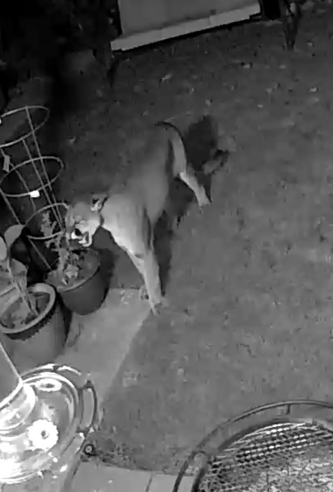 Mountain lion sightings rattle Bay Area neighborhoods