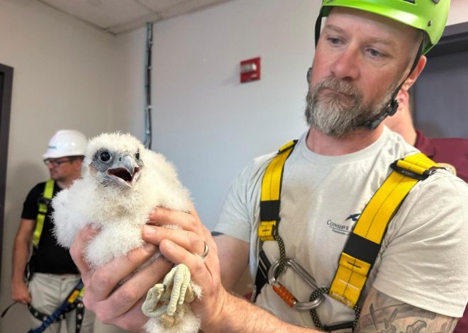 US peregrine falcons adapt well to city living as their coastal cousins struggle with bird flu