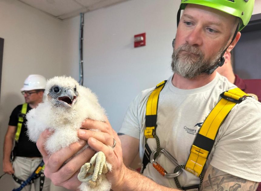 US peregrine falcons adapt well to city living as their coastal cousins struggle with bird flu