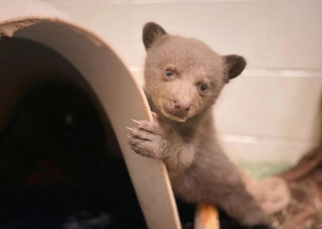Orphaned California bear cub finds comfort in a teddy bear and costumed caregivers