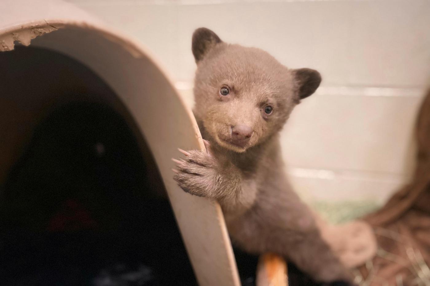 Orphaned California bear cub finds comfort in a teddy bear and costumed caregivers