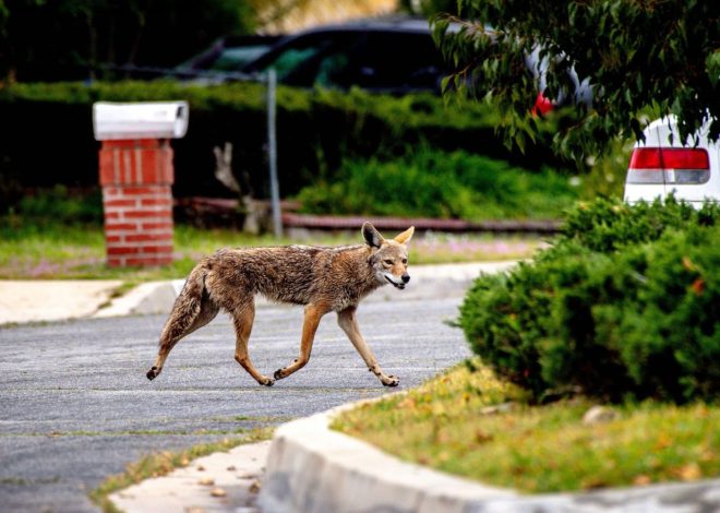 Letters: State must seize chance to change coyote management