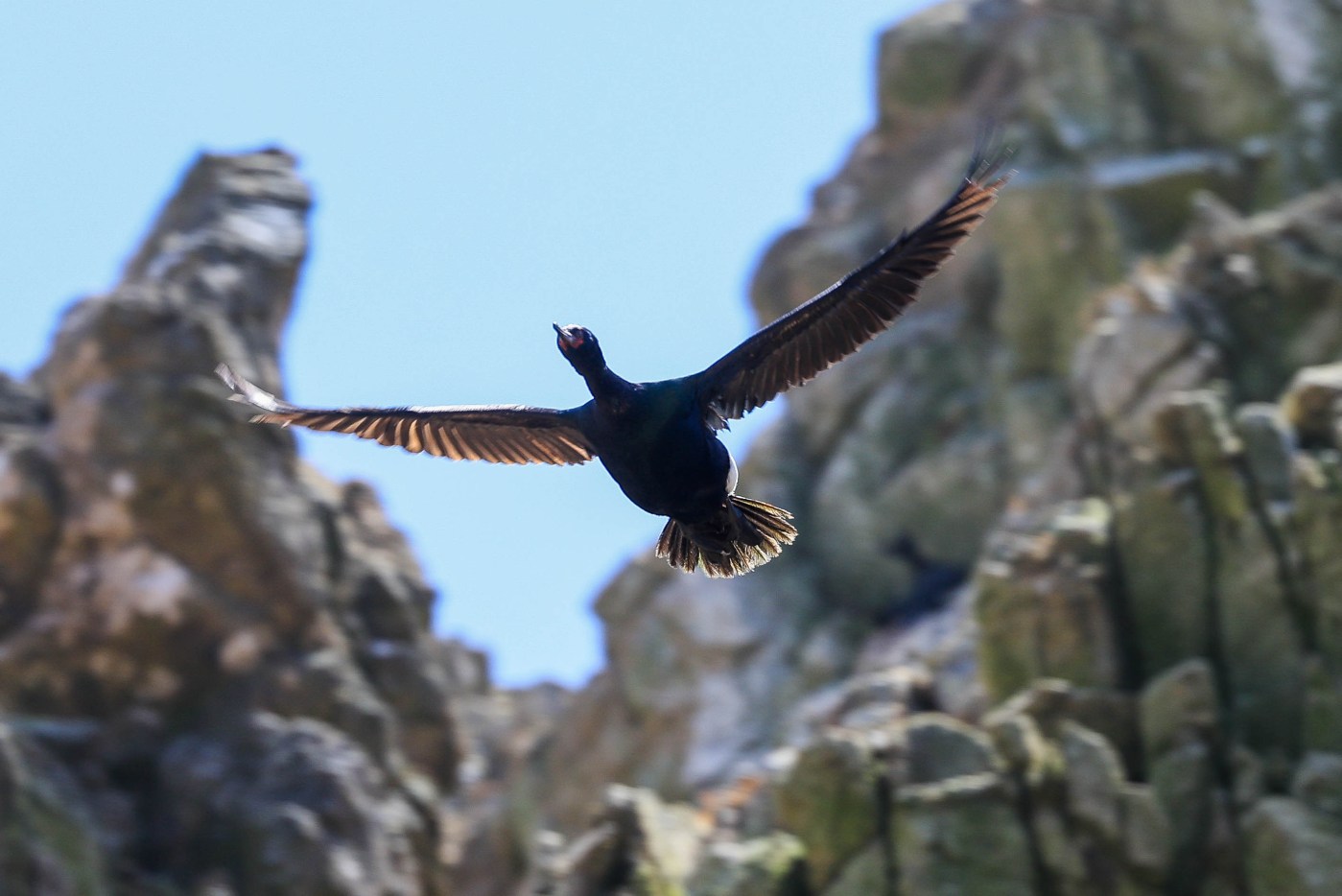 Exploring the Farallon Islands’ wildlife haven