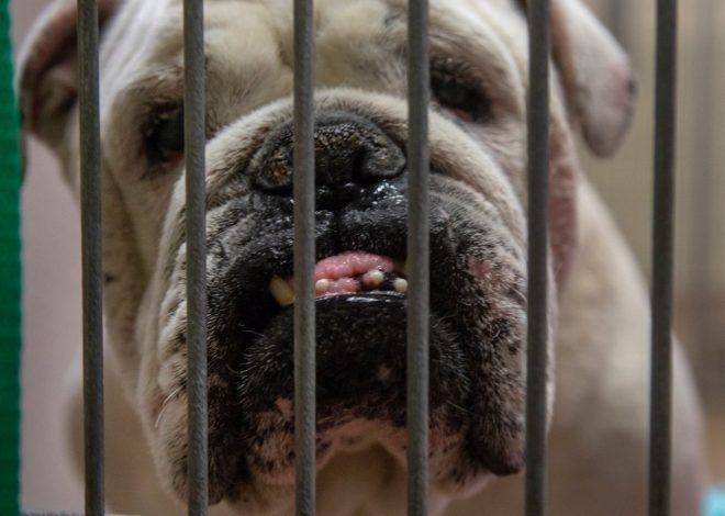 Letters: New leadership will unlock S.J. animal shelter reform