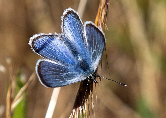 Is there life after extinction? Some Bay Area scientists and conservationists are trying to find out