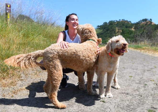 Dog data may help track dangerous disease for humans