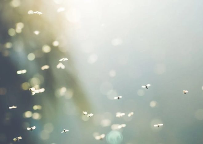 Small flies swarming in Moraga are there for a reason
