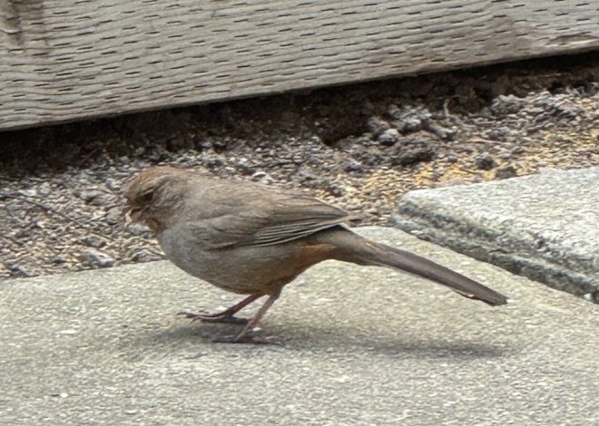 Enough! San Jose woman wants bird to stop tapping at her door