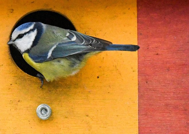If feeding wildlife is bad, why are we feeding birds?
