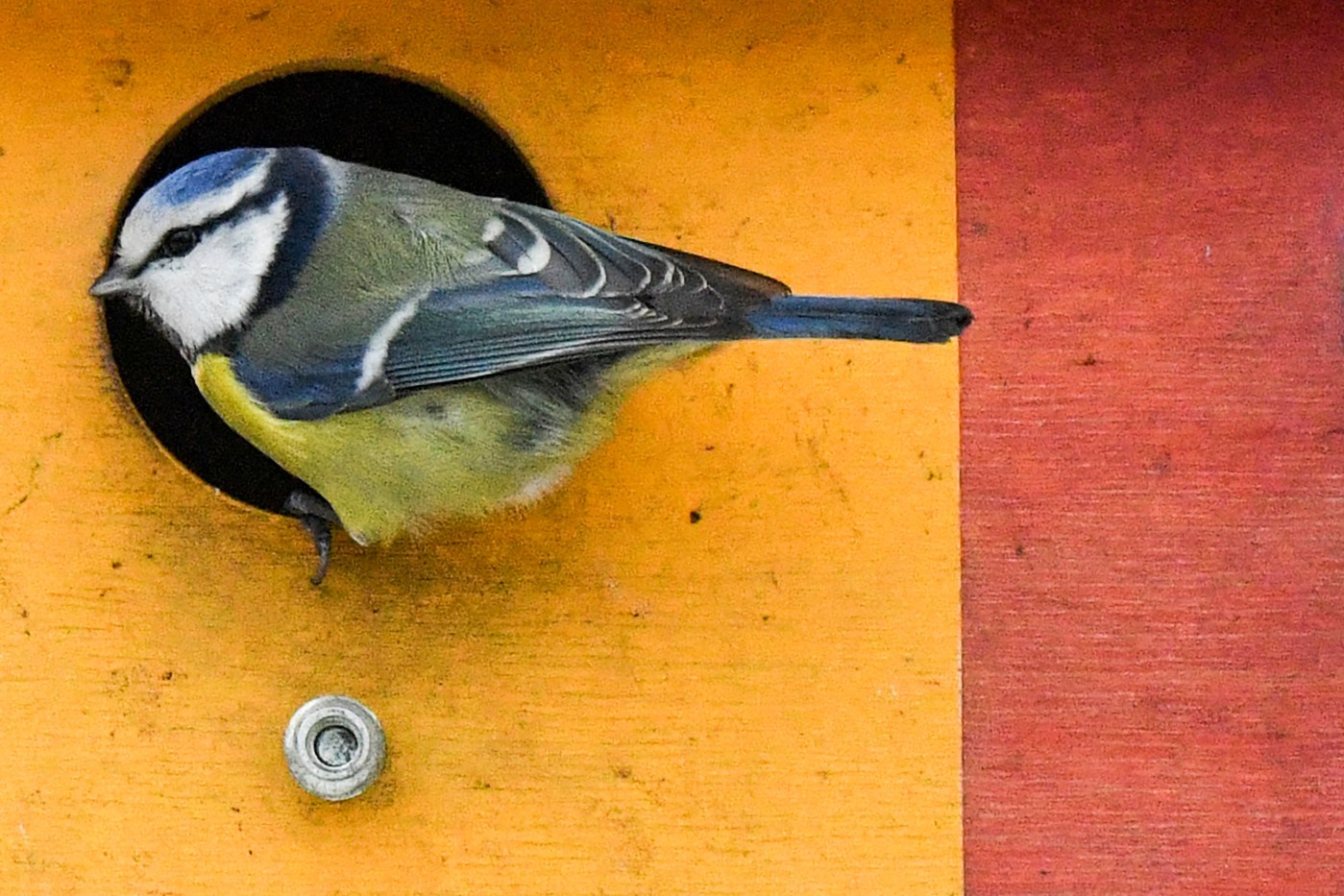 If feeding wildlife is bad, why are we feeding birds?