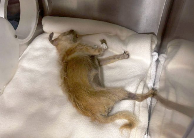 Union raises concerns about scapegoating, retaliation after death at San Jose animal shelter