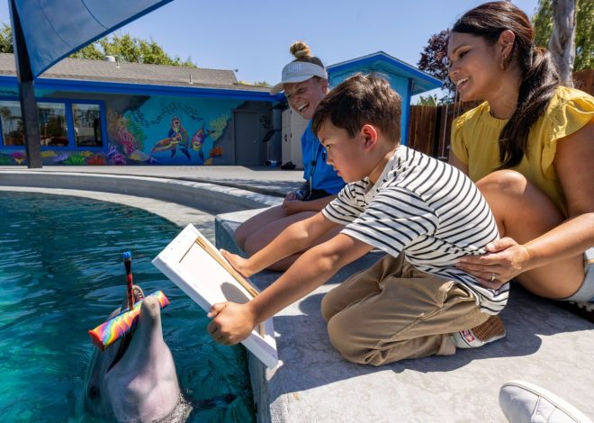 At Six Flags Discovery Kingdom, meet the dolphins, lions and giraffes