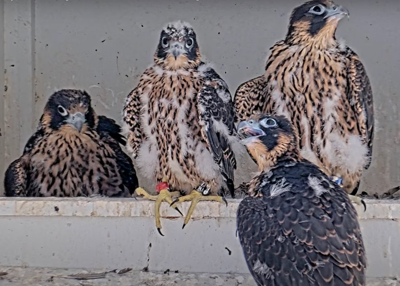 San Jose City Hall falcon brings rat back to nest, raising poisoning fears for chicks