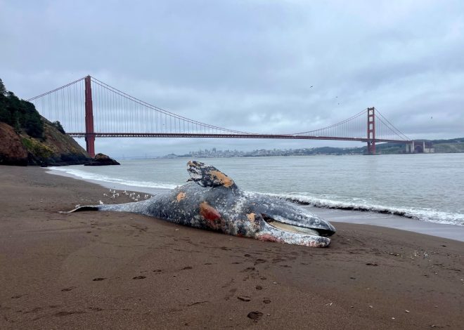 Five gray whales wash up dead around San Francisco Bay in one week