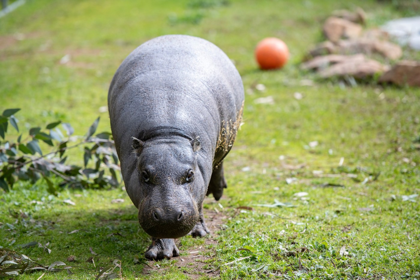 The world’s longest living pygmy hippo in captivity is a California resident