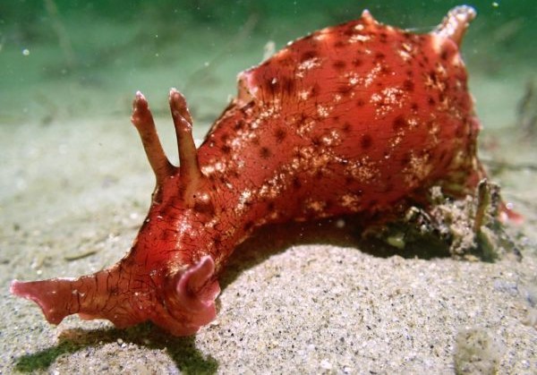 Meet the sea hare, one of California’s most ‘puzzling’ creatures
