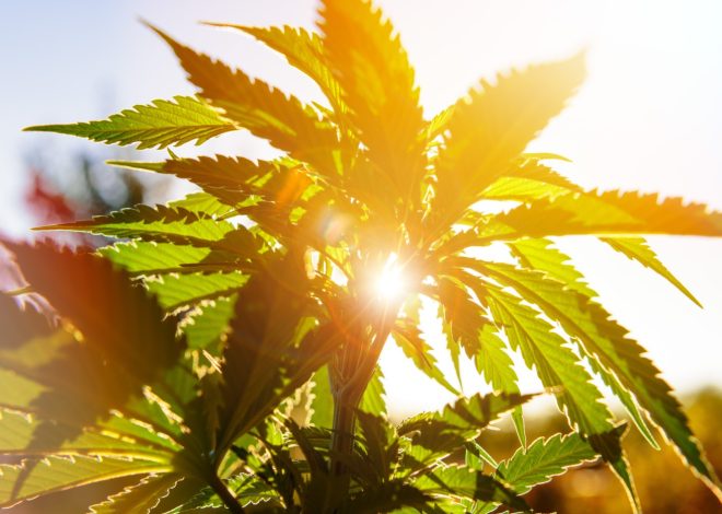 Blazing into Summer: June 2025 Cannabis Trends You Need to Know