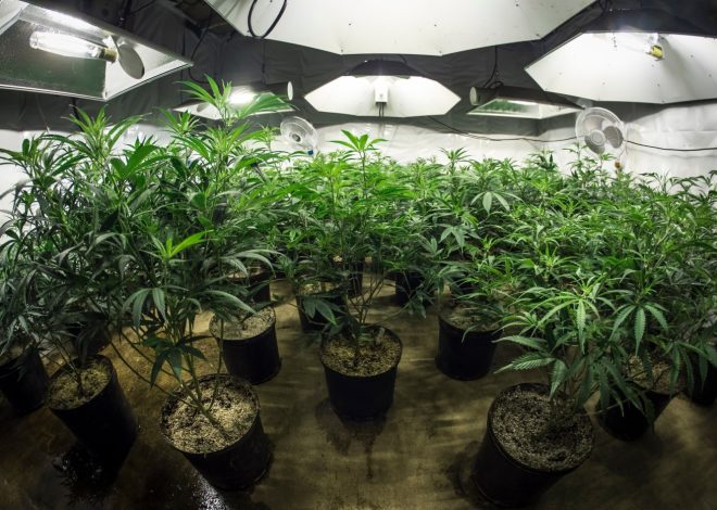 Fight against illegal pot grows continues