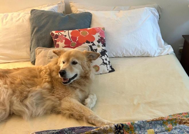 Should you let pets sleep next to you? (Does it even matter what the experts say?)