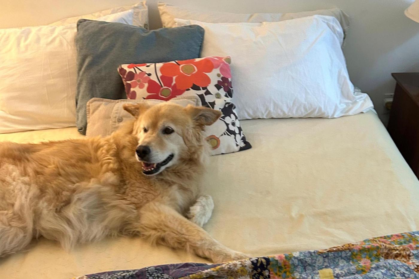 Should you let pets sleep next to you? (Does it even matter what the experts say?)