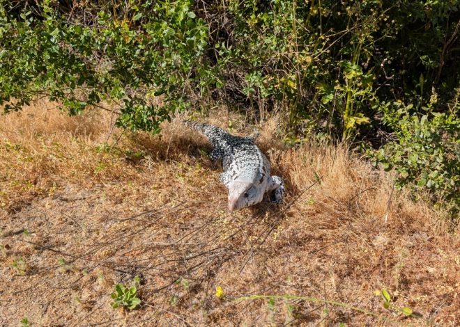 Protect your eggs: Gonzo lizard on the loose in the South Bay